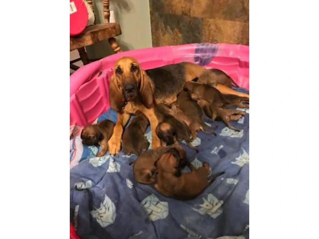 8 weeks old bloodhound puppies for adoption