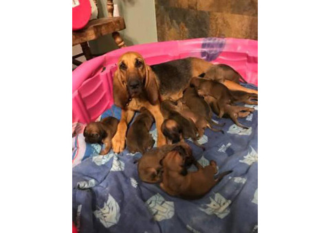 8 weeks old bloodhound puppies for adoption