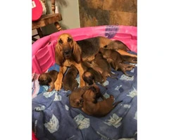 8 weeks old bloodhound puppies for adoption