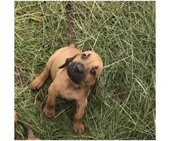 8 weeks old bloodhound puppies for adoption - 2
