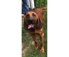 8 weeks old bloodhound puppies for adoption - 3