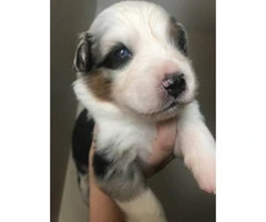 6 Aussie Puppies for Sale - 1