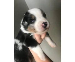 6 Aussie Puppies for Sale - 2