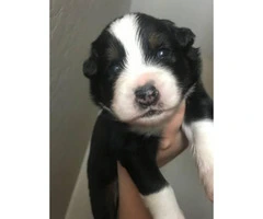 6 Aussie Puppies for Sale - 3