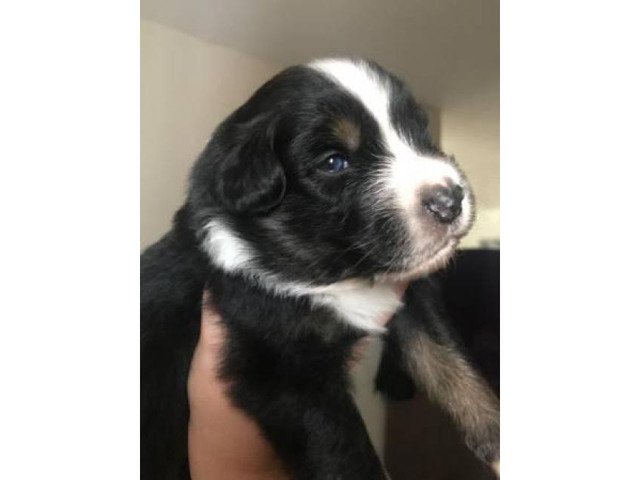 6 Aussie Puppies for Sale in Los Angeles , California ...
