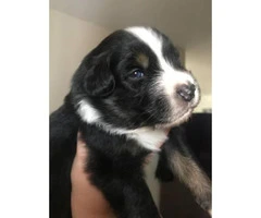 6 Aussie Puppies for Sale - 5