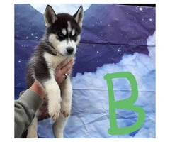 Eight CKC husky puppies for sale