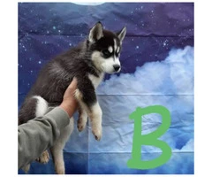 Eight CKC husky puppies for sale - 2