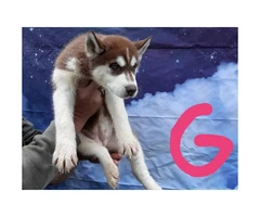 Eight CKC husky puppies for sale - 4