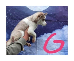 Eight CKC husky puppies for sale - 5