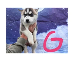Eight CKC husky puppies for sale - 6