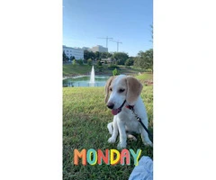 4 months old beagle / husky puppy mix - 1