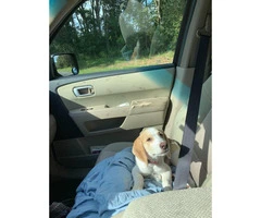 4 months old beagle / husky puppy mix - 3