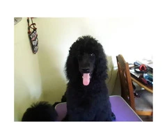 15 weeks old AKC Standard poodle puppies