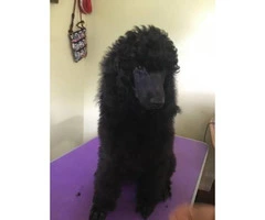 15 weeks old AKC Standard poodle puppies