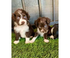 3 cute Cockapoo puppies for sale