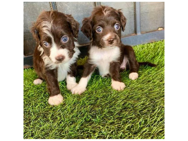 3 cute Cockapoo puppies for sale in Tempe, Arizona ...