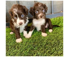 3 cute Cockapoo puppies for sale - 5