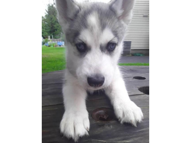 3 purebred Siberian husky puppies in Buffalo, New York