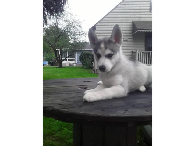 3 purebred Siberian husky puppies in Buffalo, New York