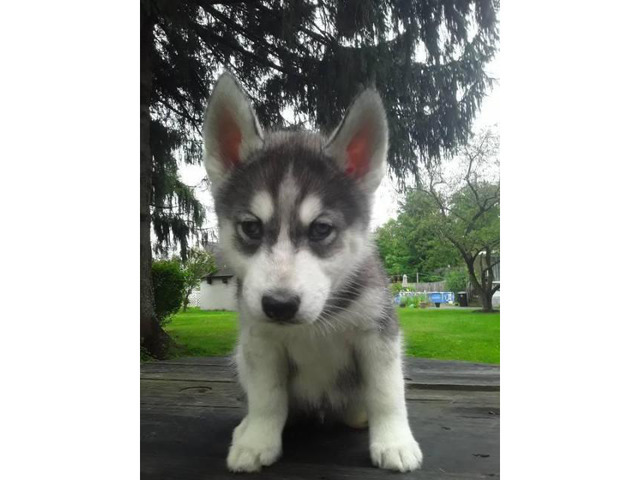 3 purebred Siberian husky puppies in Buffalo, New York