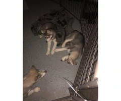 3 purebred Siberian husky puppies - 6