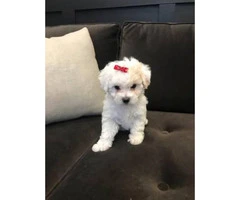 1 white and tan fluffy female toy poodle