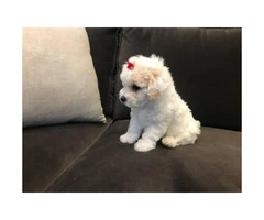 1 white and tan fluffy female toy poodle - 2
