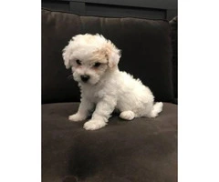 1 white and tan fluffy female toy poodle - 3
