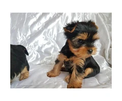 Lovable Yorkshire Terrier Puppies - 2