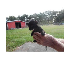 8 weeks old Chihuahua puppies for re-homing - 5
