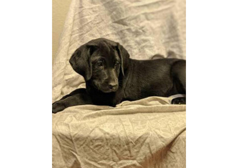 AKC Labrador Puppies