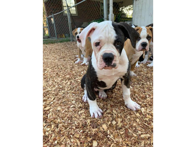 6 American Bulldog Puppies for Sale in Charleston, South