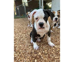 6 American Bulldog Puppies for Sale