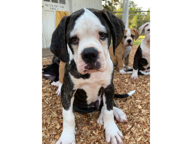 6 American Bulldog Puppies for Sale in Charleston, South