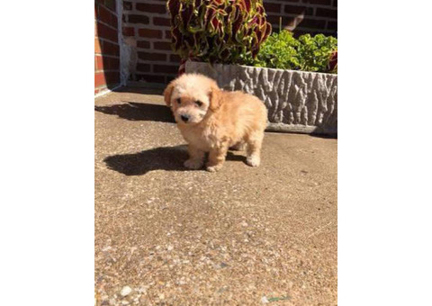 9 weeks old Yorkipoo puppy