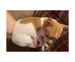 Adorable Chihuahua Teacup Puppies For Sale Near Me