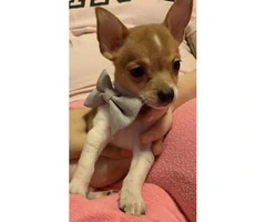 15 weeks old Tiny Teacup Chihuahuas - 4