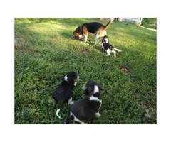 8 weeks old  lil Beagle puppies