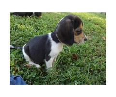 8 weeks old  lil Beagle puppies - 2