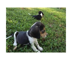 8 weeks old  lil Beagle puppies - 3