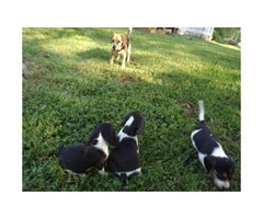 8 weeks old  lil Beagle puppies - 4