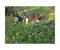 8 weeks old  lil Beagle puppies - 5