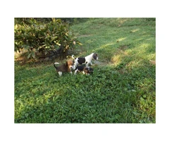 8 weeks old  lil Beagle puppies - 6