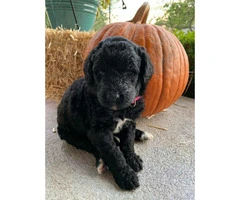 Standard F1 and F1b Bernedoodles Available in Oct.! - 2