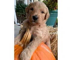 Standard F1 and F1b Bernedoodles Available in Oct.! - 3