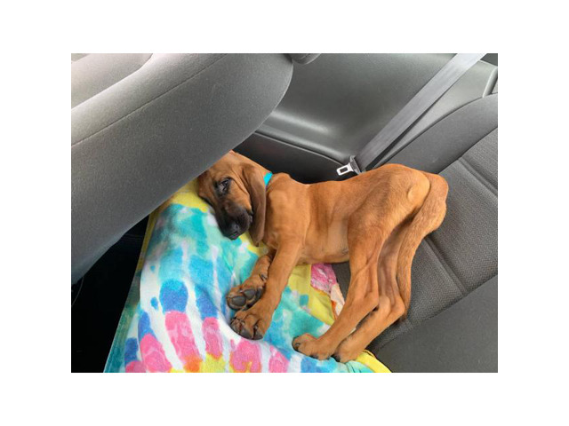 one female bloodhound puppy in Charlotte, North Carolina