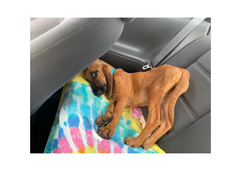 one female bloodhound puppy
