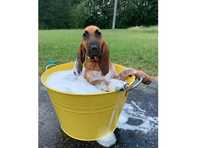 one female bloodhound puppy in Charlotte, North Carolina