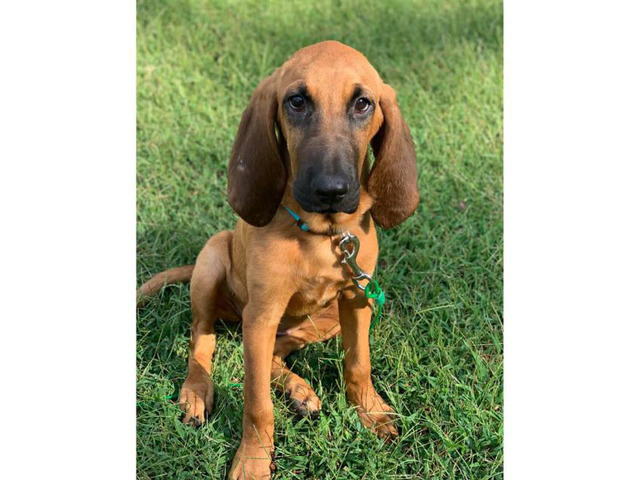 one female bloodhound puppy in Charlotte, North Carolina